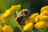 Bumble Bee