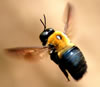 Carpenter