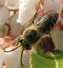 Digger Bee
