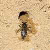Digger Bees