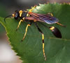 Mud Dauber