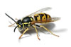 Yellow-Jacket2