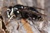 Bald-faced Hornet