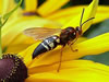Cicada Killer Wasp
