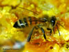 Honey Bee