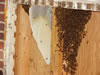 Honey Bees In Laundry Room Wall
