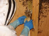 Removing Honeybees From Wall