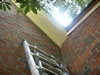 Bee Removal in Columbia, SC