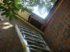 Bee removal in Columbia, SC