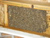 Bee Removal From Soffit in SC