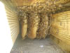 Bee Removal in Spartanburg, SC
