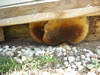 Bee Removal Spartanburg, SC