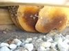 Bee Removal
