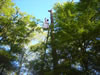 Bee Removal in Augusta, GA