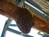 Honey Bees In Greenville, SC
