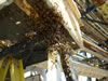 Honey Bees Entering Box in Greenville, SC