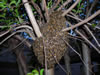 Bee Removal From Crate Myrtle