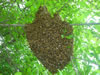 Swarm Removal In Charlotte, NC